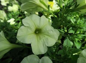 Petúnie 'Pegasus Patio Lemon' - Petunia hybrida 'Pegasus Patio Lemon'