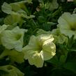 Petúnie 'Pegasus Patio Lemon' - Petunia hybrida 'Pegasus Patio Lemon'
