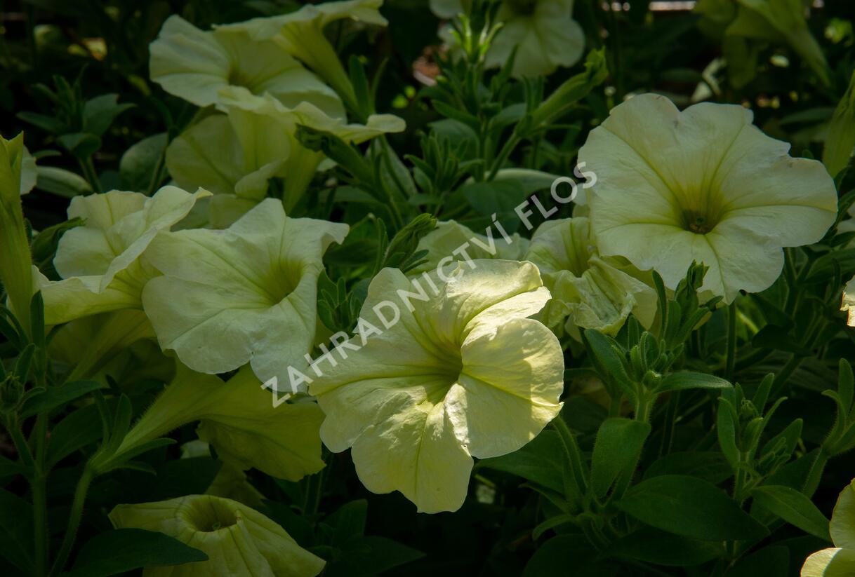 Petúnie 'Pegasus Patio Lemon' - Petunia hybrida 'Pegasus Patio Lemon'