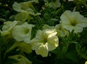 Petúnie 'Pegasus Patio Lemon' - Petunia hybrida 'Pegasus Patio Lemon'