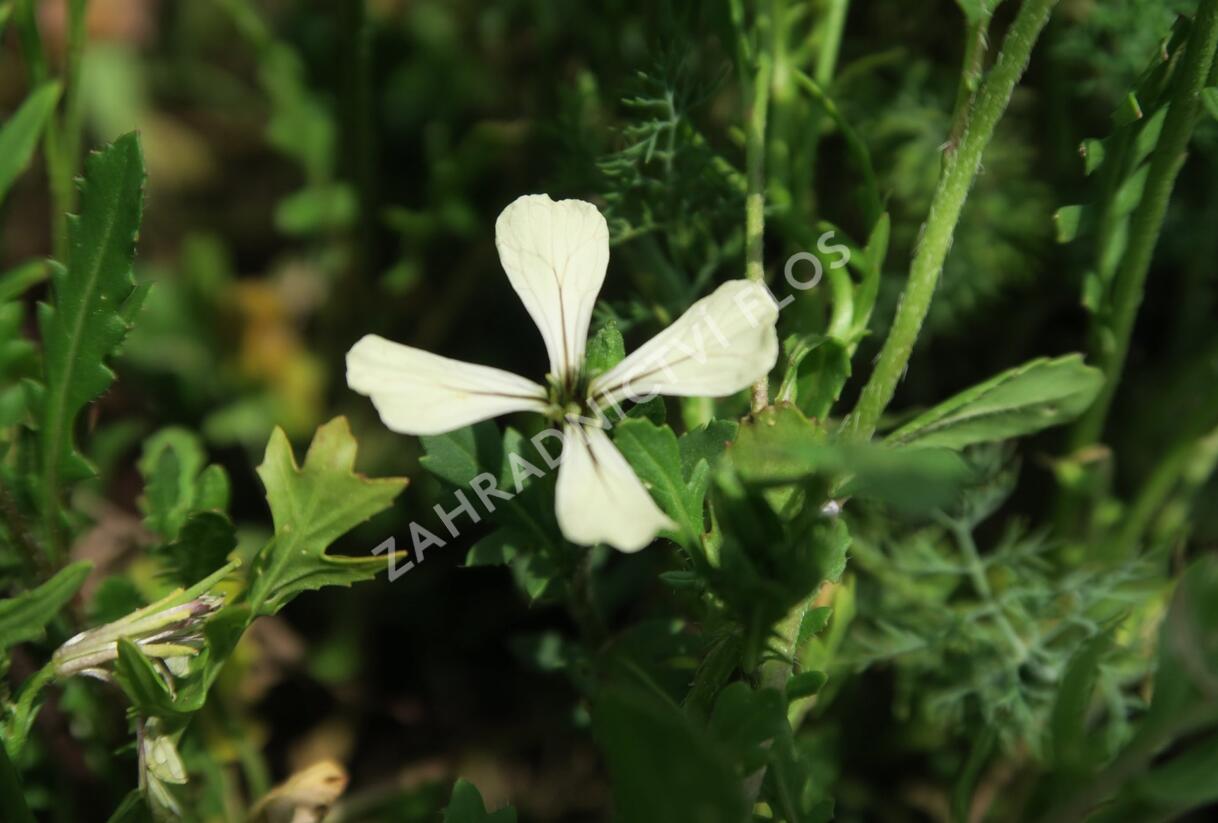 Křez rukolovitý - Diplotaxis erucoides