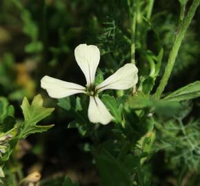 Křez rukolovitý - Diplotaxis erucoides