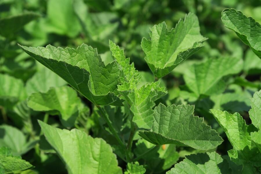 Proskurník lékařský - Althaea officinalis