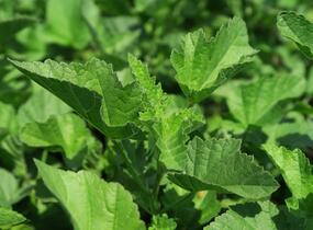 Proskurník lékařský - Althaea officinalis