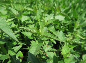 Agastache mexická 'Lime' - Agastache mexicana 'Lime'