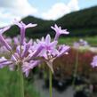 Tulbagie, česnek pokojový 'Green Blue' - Tulbaghia violacea 'Green Blue'