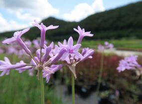 Tulbagie, česnek pokojový 'Green Blue' - Tulbaghia violacea 'Green Blue'