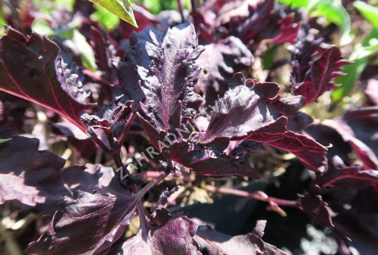 Bazalka pravá kadeřavá červenolistá - Ocimum basilicum 'Crispa Red'
