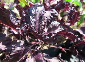 Bazalka pravá kadeřavá červenolistá - Ocimum basilicum 'Crispa Red'