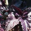 Bazalka pravá kadeřavá červenolistá - Ocimum basilicum 'Crispa Red'