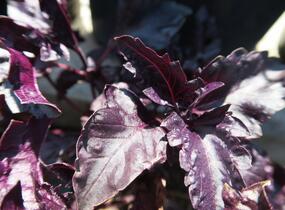 Bazalka pravá kadeřavá červenolistá - Ocimum basilicum 'Crispa Red'
