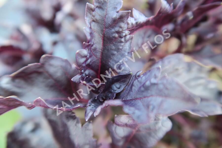Bazalka pravá kadeřavá červenolistá - Ocimum basilicum 'Crispa Red'
