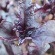 Bazalka pravá kadeřavá červenolistá - Ocimum basilicum 'Crispa Red'