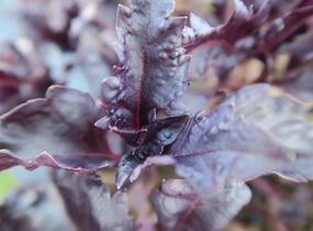 Bazalka pravá kadeřavá červenolistá - Ocimum basilicum 'Crispa Red'