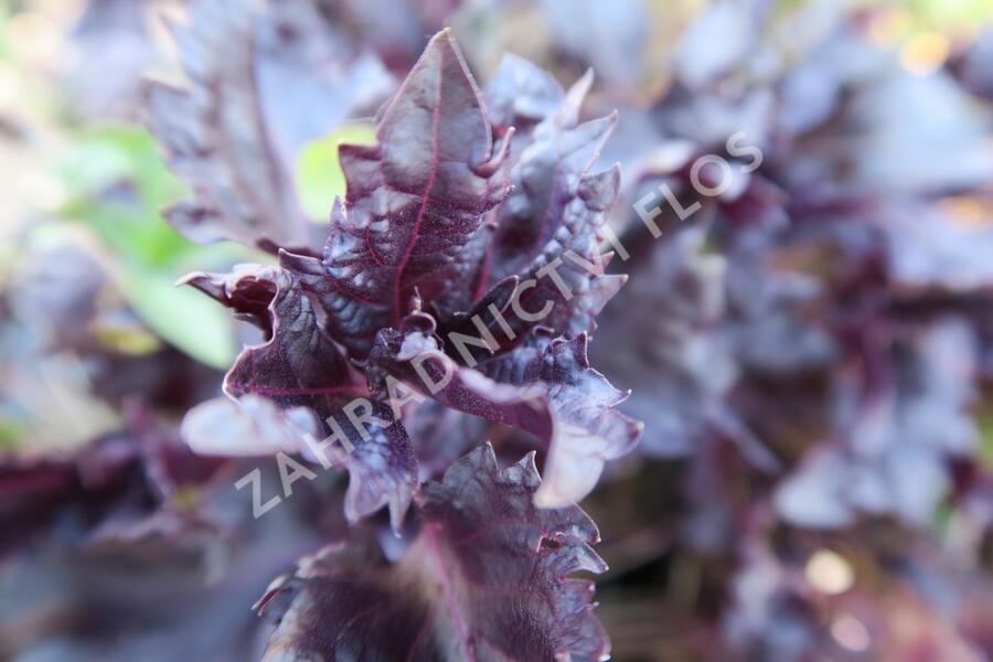 Bazalka pravá kadeřavá červenolistá - Ocimum basilicum 'Crispa Red'