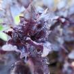 Bazalka pravá kadeřavá červenolistá - Ocimum basilicum 'Crispa Red'