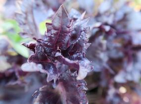 Bazalka pravá kadeřavá červenolistá - Ocimum basilicum 'Crispa Red'