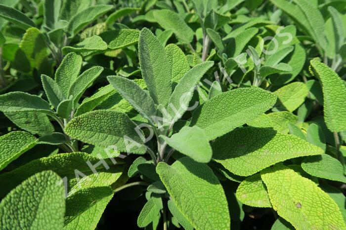 Šalvěj lékařská 'Fortado' - Salvia officinalis 'Fortado'