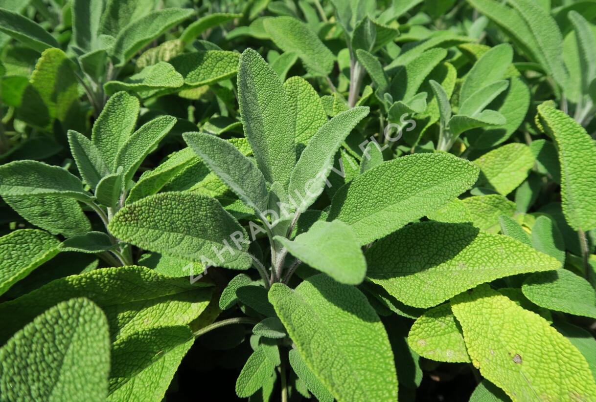 Šalvěj lékařská 'Fortado' - Salvia officinalis 'Fortado'