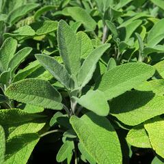 Šalvěj lékařská 'Fortado' - Salvia officinalis 'Fortado'