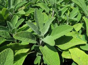 Šalvěj lékařská 'Fortado' - Salvia officinalis 'Fortado'