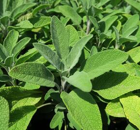 Šalvěj lékařská 'Fortado' - Salvia officinalis 'Fortado'