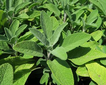 Šalvěj lékařská 'Fortado'