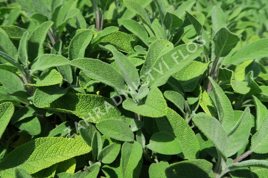 Šalvěj lékařská 'Fortado' - Salvia officinalis 'Fortado'