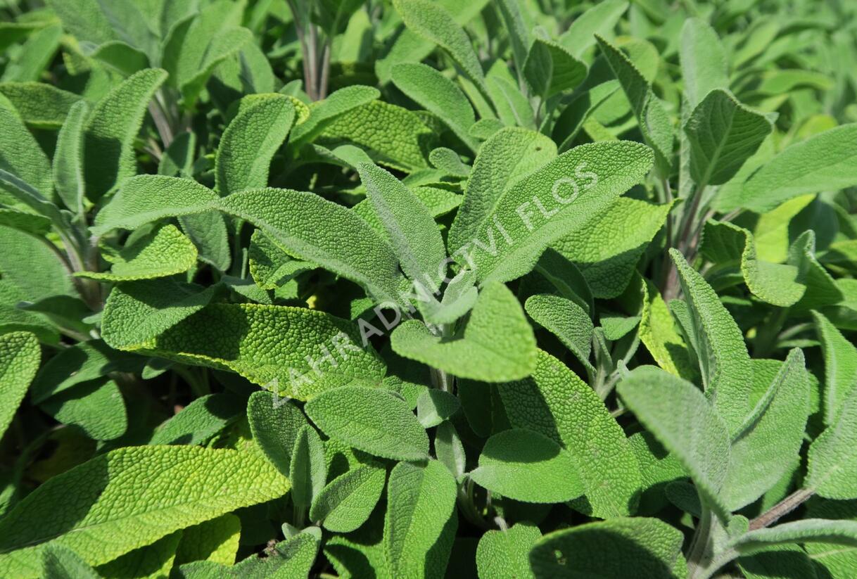 Šalvěj lékařská 'Fortado' - Salvia officinalis 'Fortado'