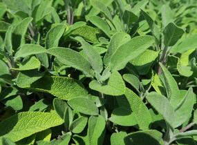 Šalvěj lékařská 'Fortado' - Salvia officinalis 'Fortado'