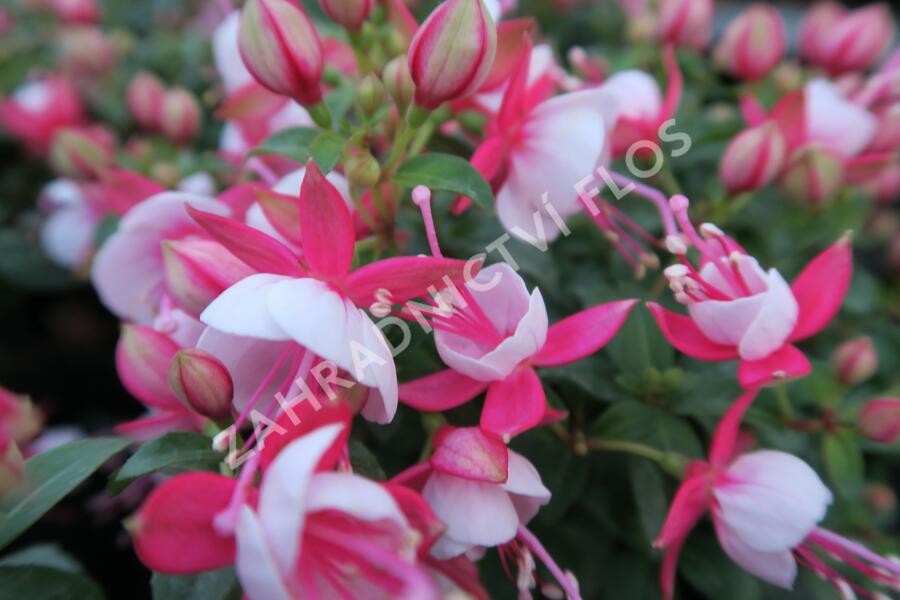 Fuchsie, čílko 'Candy' - Fuchsia hybrida 'Candy'