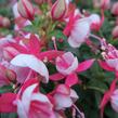 Fuchsie, čílko 'Candy' - Fuchsia hybrida 'Candy'