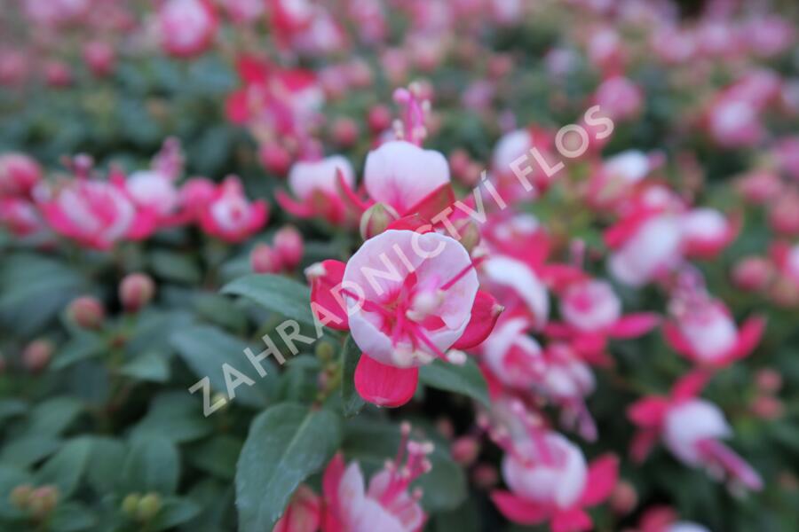 Fuchsie, čílko 'Candy' - Fuchsia hybrida 'Candy'