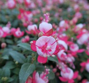 Fuchsie, čílko 'Candy' - Fuchsia hybrida 'Candy'