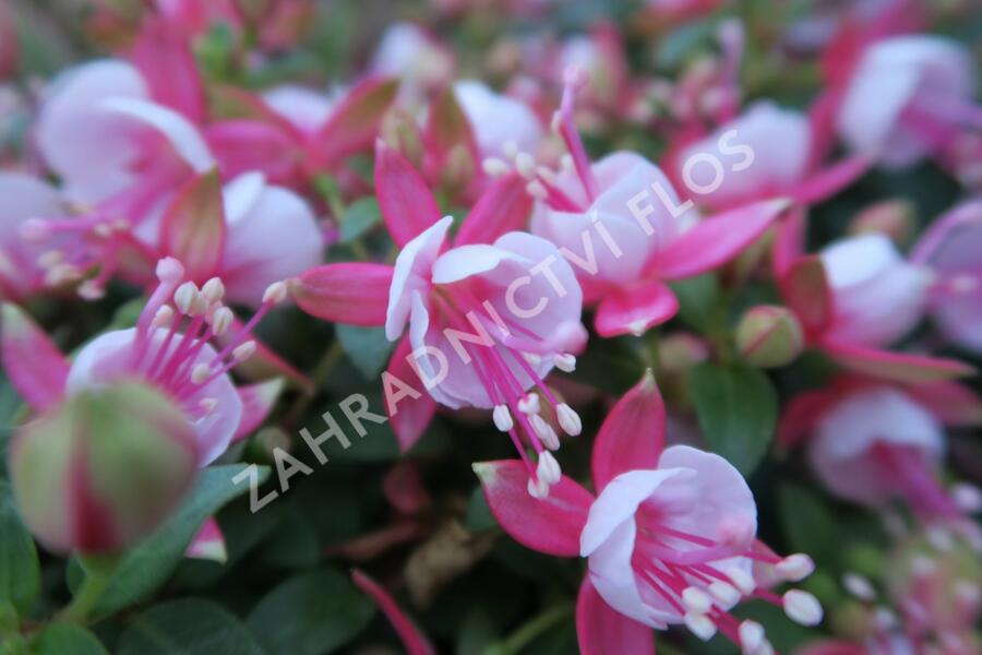 Fuchsie, čílko 'Candy' - Fuchsia hybrida 'Candy'