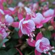 Fuchsie, čílko 'Candy' - Fuchsia hybrida 'Candy'