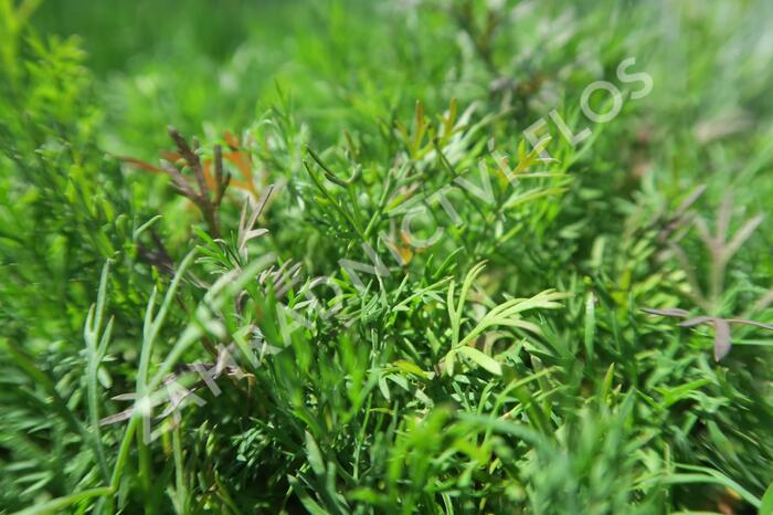 Kopr vonný 'Monarch' - Anethum graveolens 'Monarch'