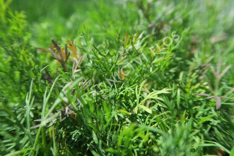 Kopr vonný 'Monarch' - Anethum graveolens 'Monarch'