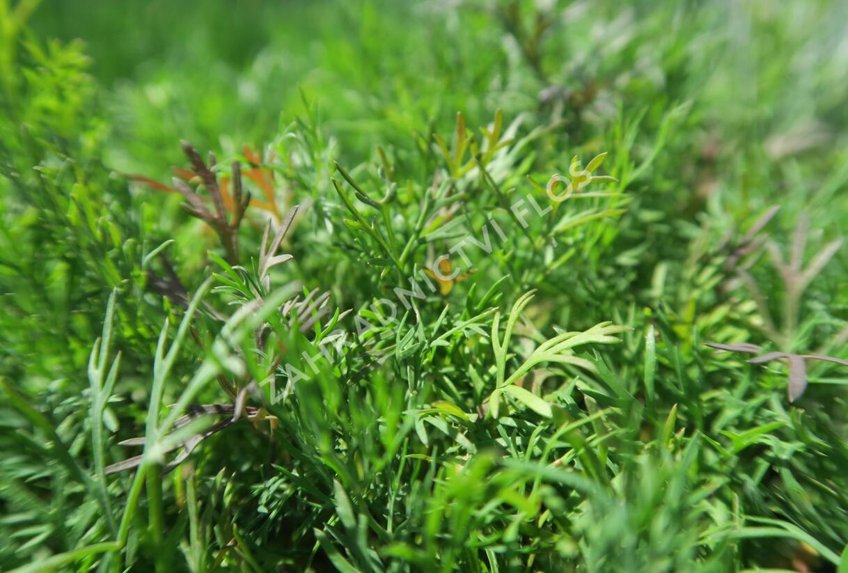 Kopr vonný 'Monarch' - Anethum graveolens 'Monarch'