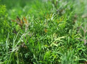 Kopr vonný 'Monarch' - Anethum graveolens 'Monarch'