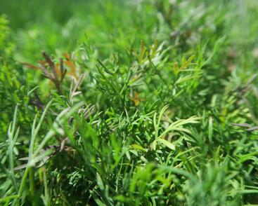 Kopr vonný 'Monarch'