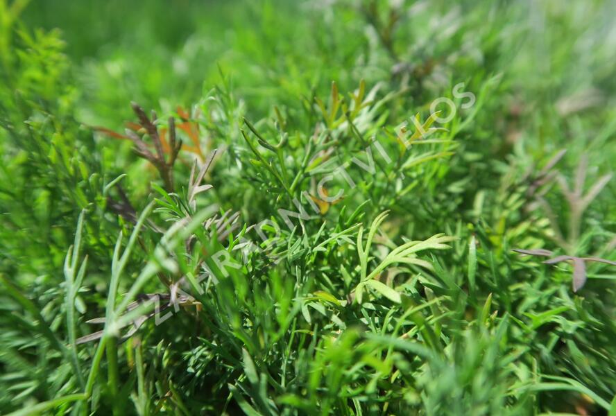 Kopr vonný 'Monarch' - Anethum graveolens 'Monarch'