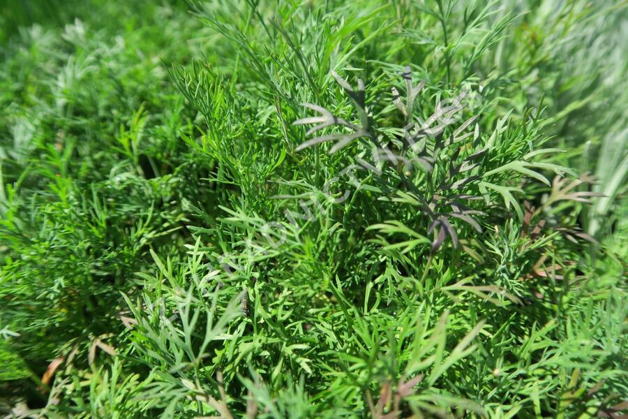 Kopr vonný 'Monarch' - Anethum graveolens 'Monarch'