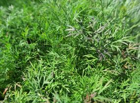 Kopr vonný 'Monarch' - Anethum graveolens 'Monarch'