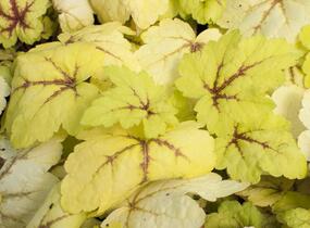 Dlužela tiarelovitá 'Stoplight' - Heucherella tiarelloides 'Stoplight'