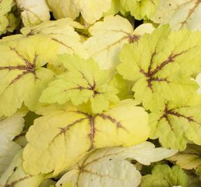 Dlužela tiarelovitá 'Stoplight'