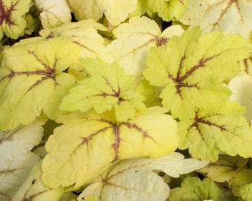 Dlužela tiarelovitá 'Stoplight'