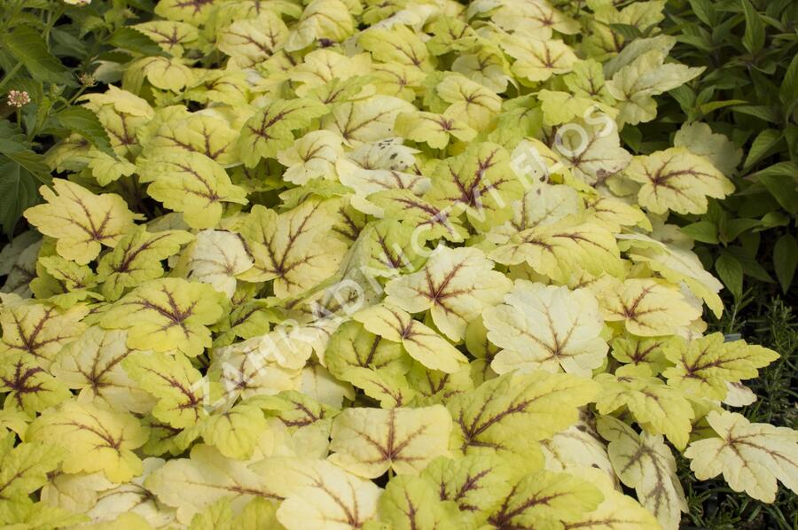 Dlužela tiarelovitá 'Stoplight' - Heucherella tiarelloides 'Stoplight'