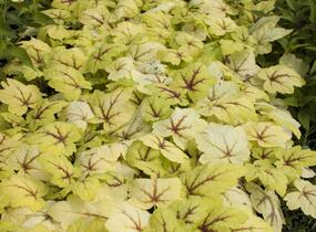 Dlužela tiarelovitá 'Stoplight' - Heucherella tiarelloides 'Stoplight'