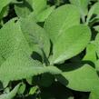 Šalvěj lékařská 'Culinaria' - Salvia officinalis 'Culinaria'